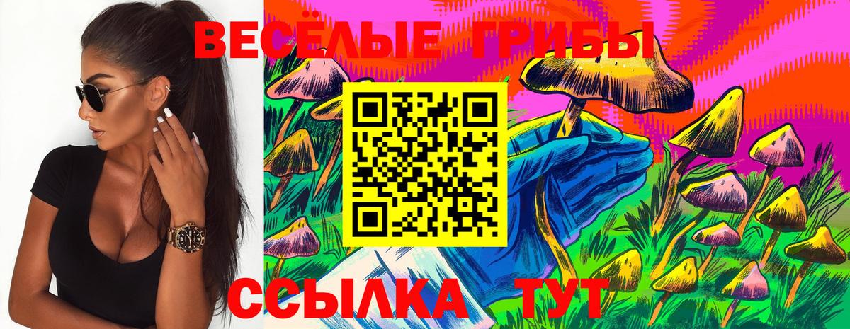 Галлюциногенные грибы Psilocybe Новороссийск